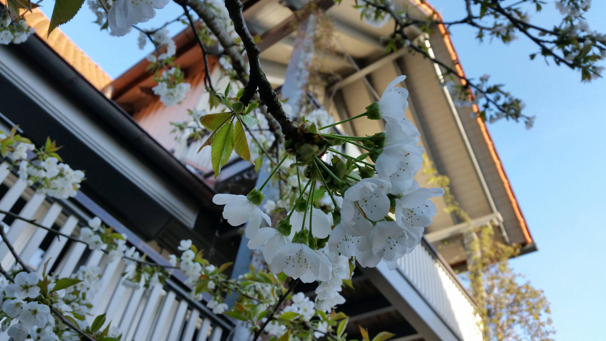 Bild von der Webseite von Blumen Bierbach